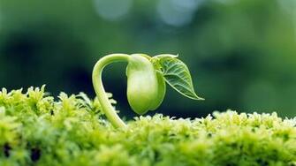 HD Wallpaper Sprout Leaves