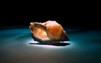 High Definition Photography Wallpaper Conch