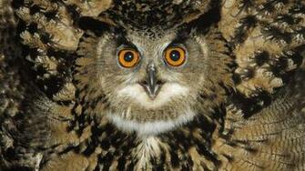 Owl Wallpaper High Quality And Resolution