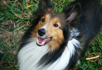 Bandit Plays Photo By Maygun Photography
