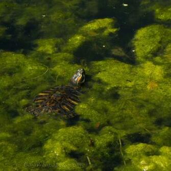 Red Eared Slider Turtle Hidden In The Marsh Wallpaper