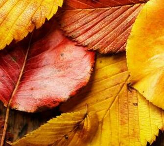 Red Autumn Leaves Wallpaper HD