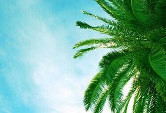 Wallpaper Palm Leaf Sky Blue Desktop Nature
