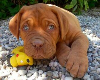 Dogue De Bordeaux File Vettoriale