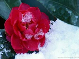 Frozen Flowers Photo Winter Wallpaper26