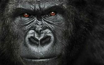 Pics Photos Gorilla Wallpaper Picture