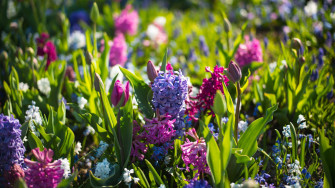 4k Spring Violet Pink Flowers Wallpaper