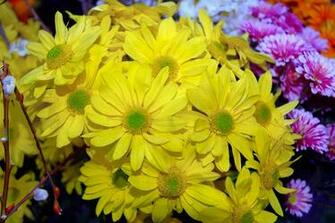 Flowers For Flower Lovers Yellow Wallpaper