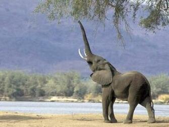 Roaring Elephant Screensaver Screensavers