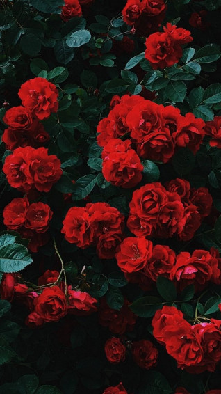 Aesthetic Flowers Wallpaper