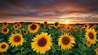Sunflower Wallpaper Top Background