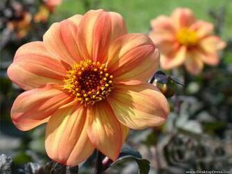 Desktop Wallpaper Flowers Background Dahlia
