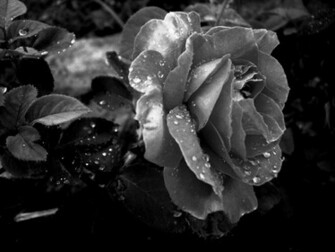 Black And White Rose Wallpaper