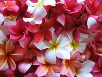 Plumeria Wallpaper
