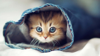 Cat Meme Picture Wallpaper