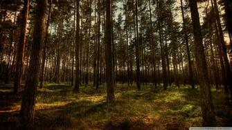 Pine Forest Wallpaper