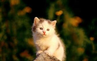 Cats Thewallpaper Desktop Wallpaper For HD