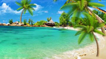 Palm Tree Background Wallpaper Pretty For Chromebooks