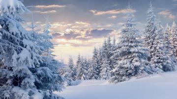 Snow Forest Wallpaper