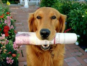 Wheres My Tip Pap Is De Parede Golden Retrievers C Es Fotos
