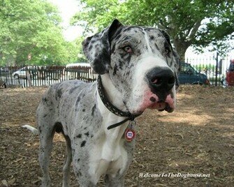 Great Dane Dogs Wallpaper