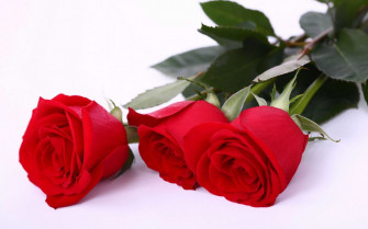 Red Rose iPhone Wallpaper