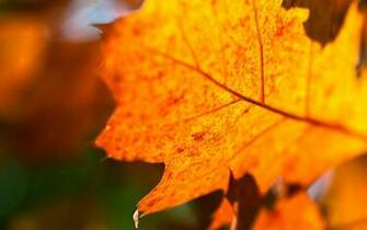 Leaf Desktop Background Wallpaper High Definition Quality