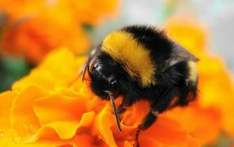 Bee Wallpaper HD