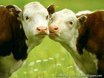 Cow Wallpaper Spot Dairy Print