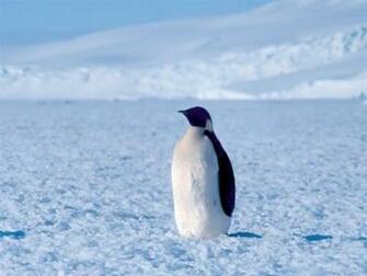 Wallpaper Birds Penguin Home Desktop