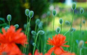 Summer Flower Desktop Background