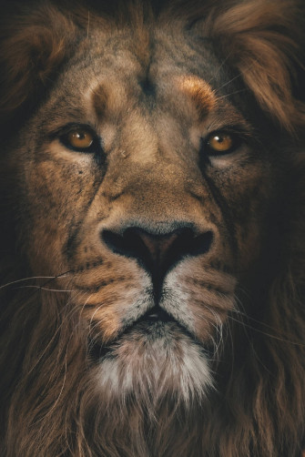 Top Lion Head Wallpaper Full HD 4k To Use