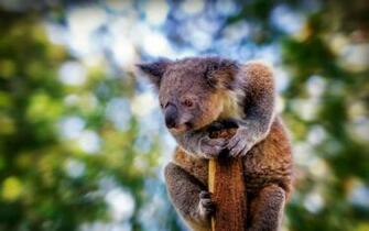 Wonderful HD Koala Wallpaper HDwallsource