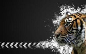 Wallpaper Box Tigers Computer High Definition