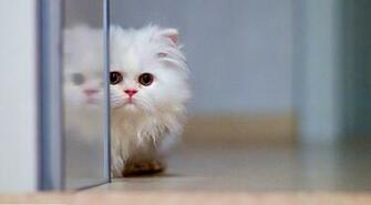 Cute White Cat Wallpaper For Desktop Litle Pups