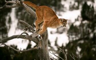Animal Cougar Wallpaper