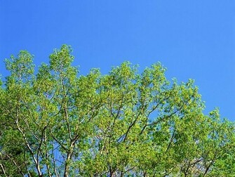 Spring Nature Desktop Scenes