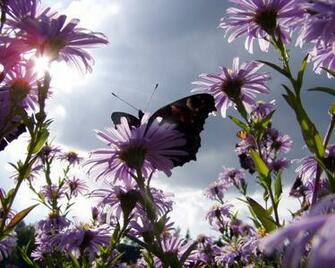 Butterfly Daisies Wallpaper HD