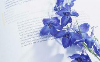 Blue Flower Wallpaper Floral
