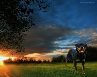 Beautiful Rottweiler Wallpaper