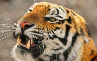 Desktop HD Wallpaper S Angry Tiger