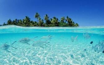 Maldives Beach Fish Wallpaper