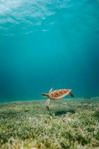 Sea Turtle Pictures Image
