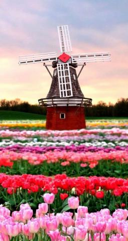 Holland With Their Beautiful Tulips And Windmills Ios8 HD