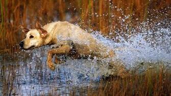 Hunting Dog Wallpaper