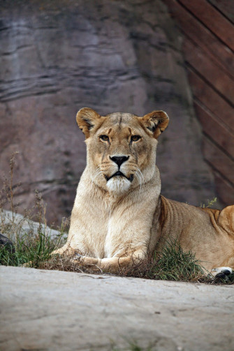 Lioness In A Zoo Gj3rsrfjfti9m422 Wallpaper