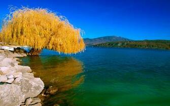 Autumn Willow Tree Nature Wallpaper Image HD