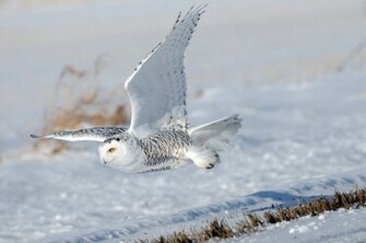 Snowy Owl Wallpaper Animal Lovers