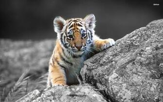 Tiger Mac HD Wallpaper Top