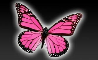 Wallpaper Pink Butterflies Adult T Shirt Types Of